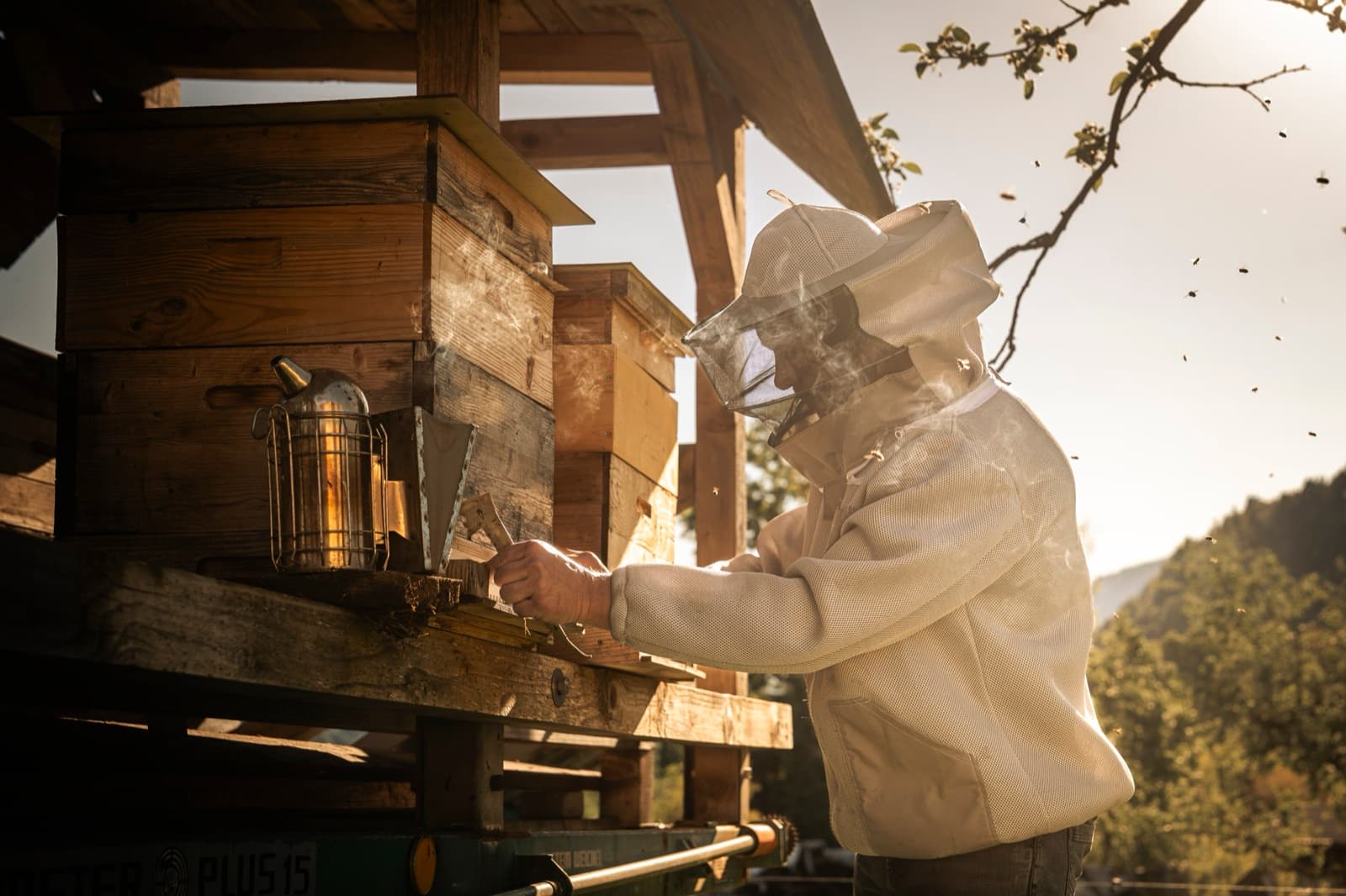 Bienen-Pädagogik – Wissensvermittlung am Bienenstock